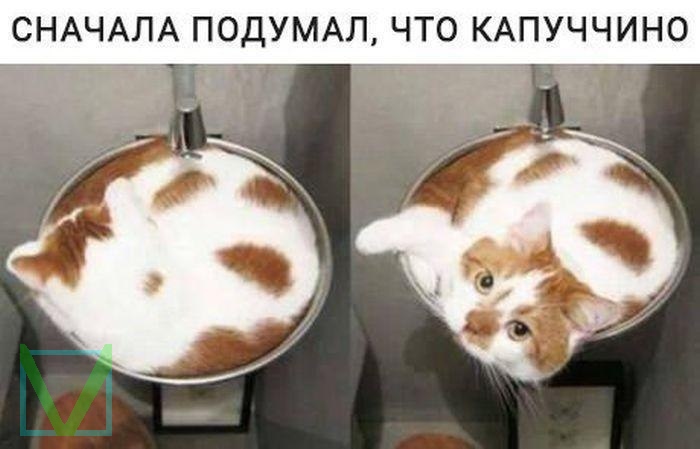 Приколы с животными 6. Изображение 3 Приколы с животными 6. Фото 2
