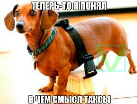 Приколы с животными 6. Изображение 5 Приколы с животными 6. Фото 3