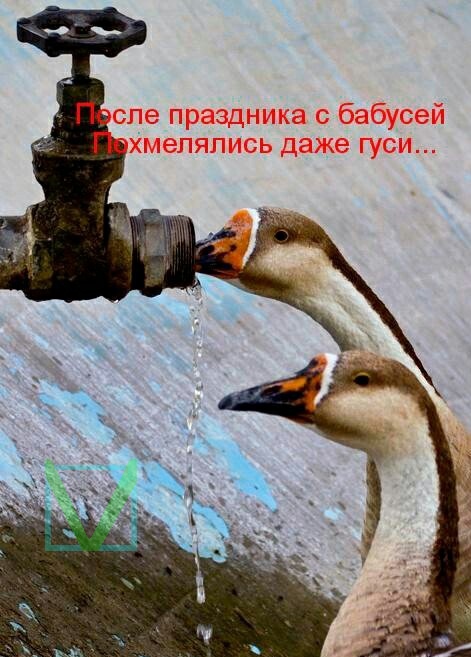 Приколы с животными 6. Изображение 7 Приколы с животными 6. Фото 4