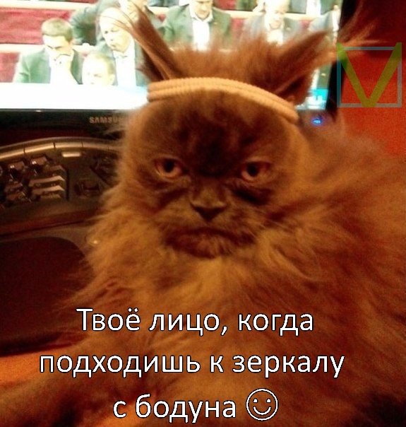 Приколы с животными 6. Изображение 9 Приколы с животными 6. Фото 5