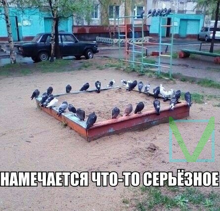 Приколы с животными 7. Изображение 1 Приколы с животными 7. Фото 1