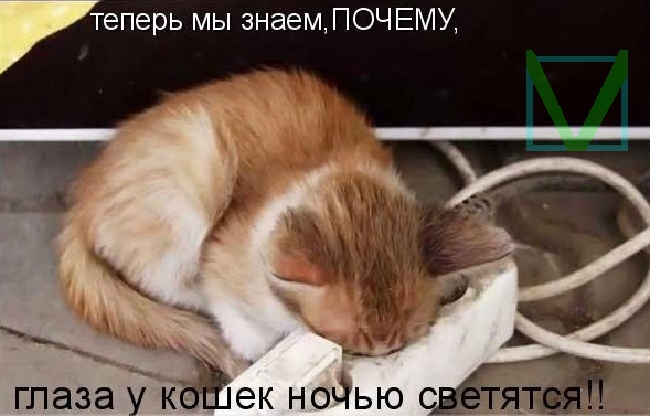 Приколы с животными 7. Изображение 13 Приколы с животными 7. Фото 7