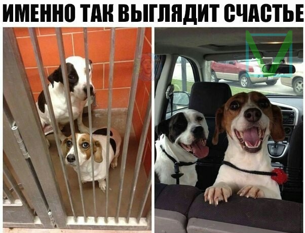 Приколы с животными 7. Изображение 15 Приколы с животными 7. Фото 8