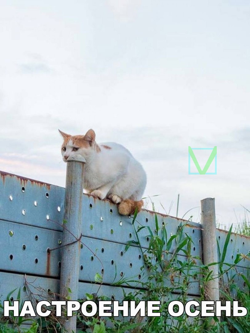 Приколы с животными 7. Изображение 9 Приколы с животными 7. Фото 5