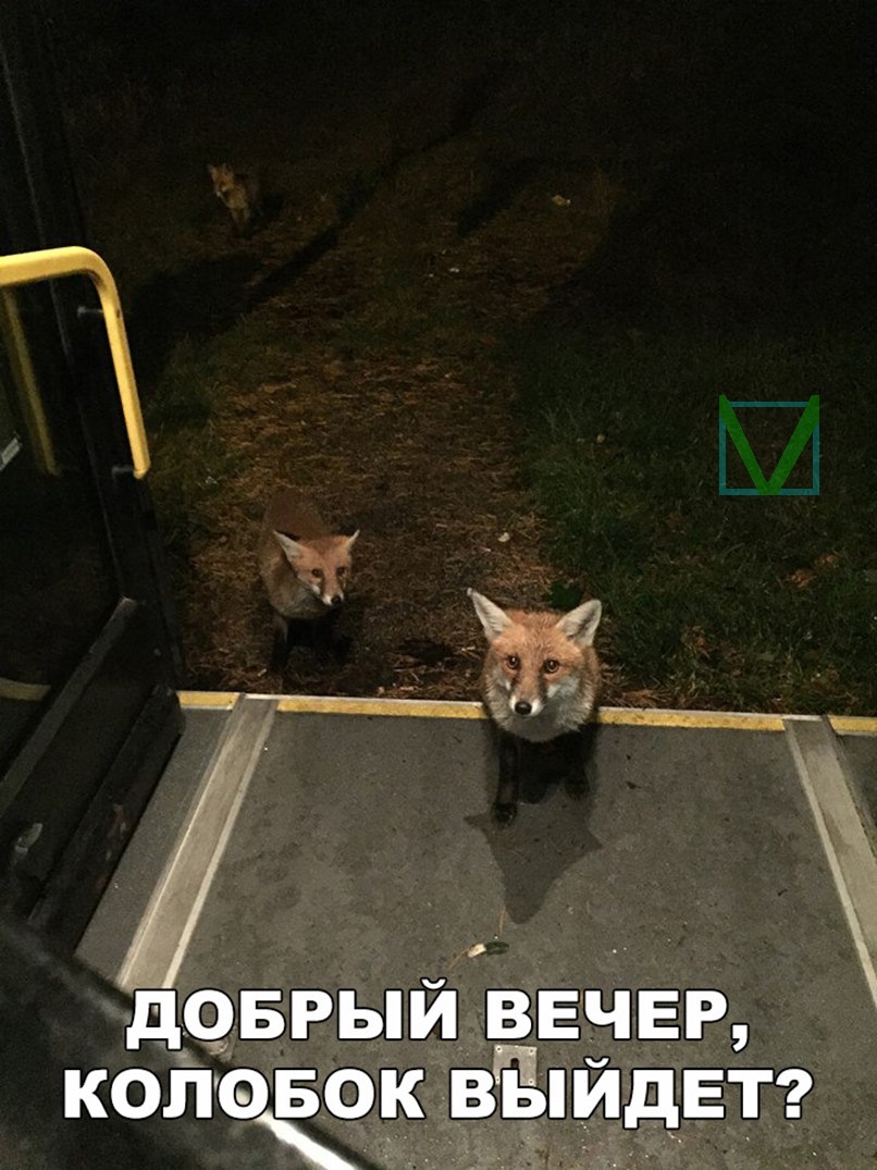 Приколы с животными 8. Изображение 1 Приколы с животными 8. Фото 1