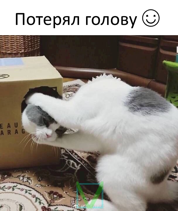 Приколы с животными 8. Изображение 13 Приколы с животными 8. Фото 7