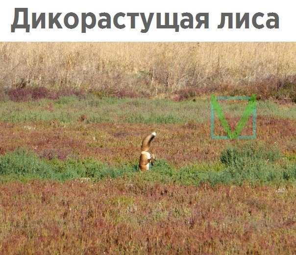 Приколы с животными 8. Изображение 15 Приколы с животными 8. Фото 8