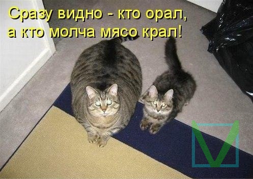 Приколы с животными 8. Изображение 3 Приколы с животными 8. Фото 2