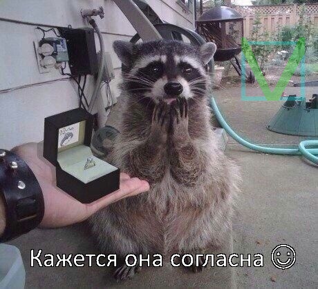 Приколы с животными 8. Изображение 7 Приколы с животными 8. Фото 4