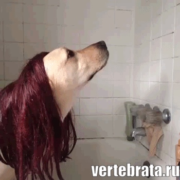 Приколы с животными 8. Изображение 8 Приколы с животными 8. Гиф 4