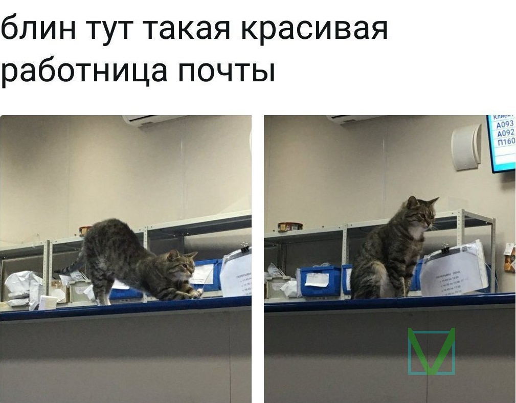Приколы с животными 8. Изображение 9 Приколы с животными 8. Фото 5