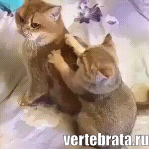 Приколы с животными 9. Изображение 10 Приколы с животными 9. Гиф 5