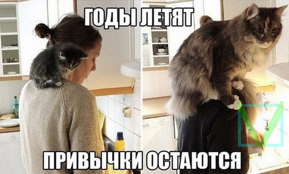 Приколы с животными 9. Изображение 13 Приколы с животными 9. Фото 7