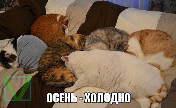 Приколы с животными 9. Изображение 15 Приколы с животными 9. Фото 8