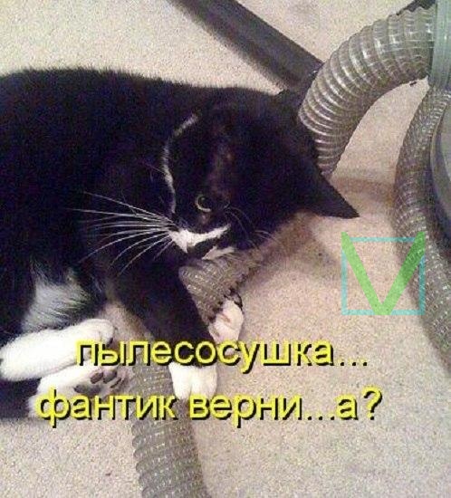 Приколы с животными 9. Изображение 3 Приколы с животными 9. Фото 2