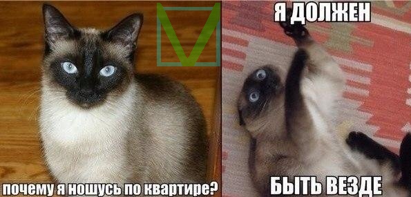 Приколы с животными 9. Изображение 5 Приколы с животными 9. Фото 3