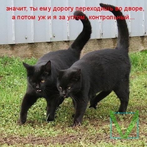 Приколы с животными 9. Изображение 7 Приколы с животными 9. Фото 4