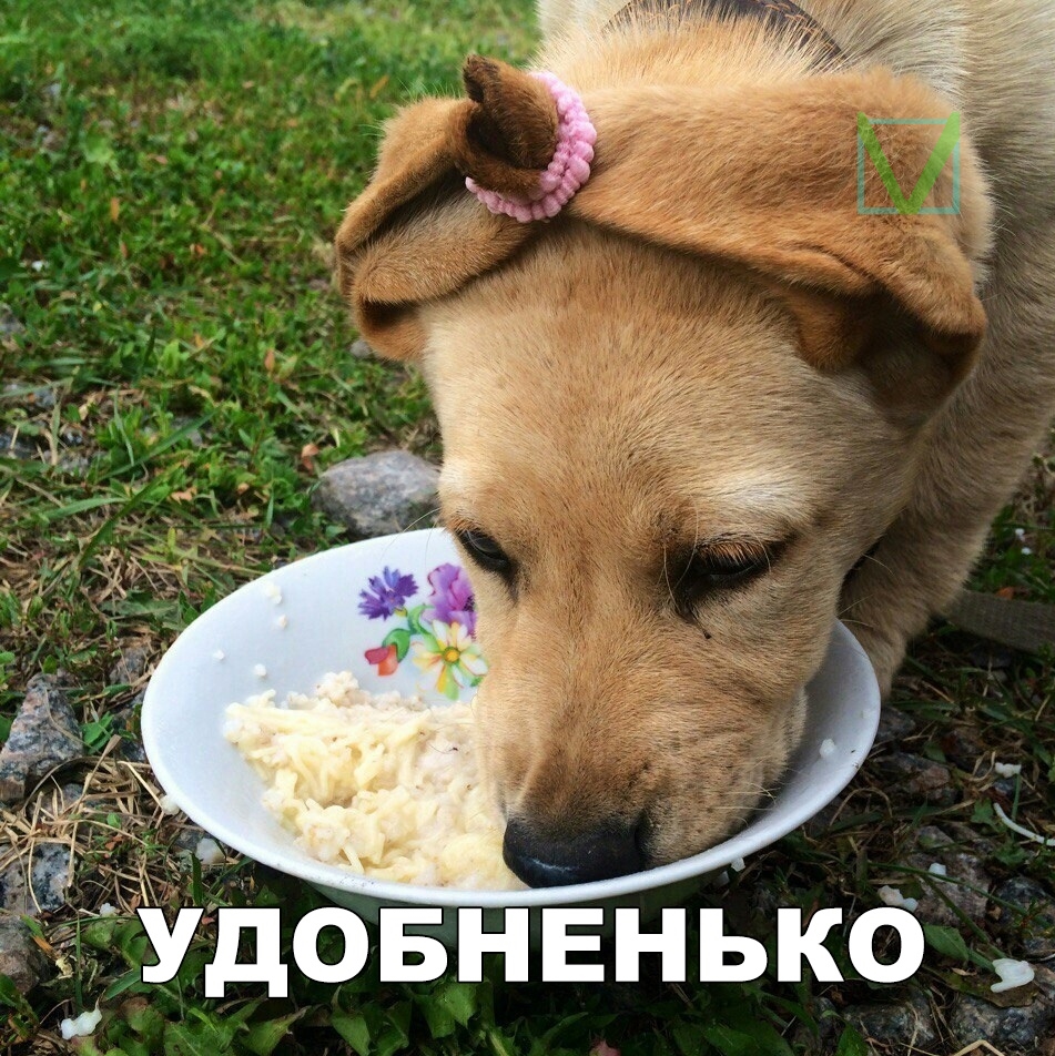 Приколы с животными 9. Изображение 9 Приколы с животными 9. Фото 5