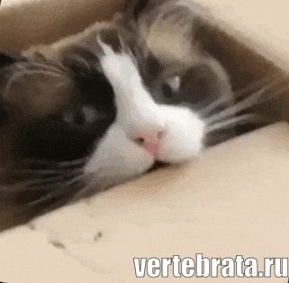 Приколы с животными 10. Изображение 12 Приколы с животными 10. Гиф 6