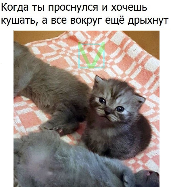 Приколы с животными 10. Изображение 13 Приколы с животными 10. Фото 7