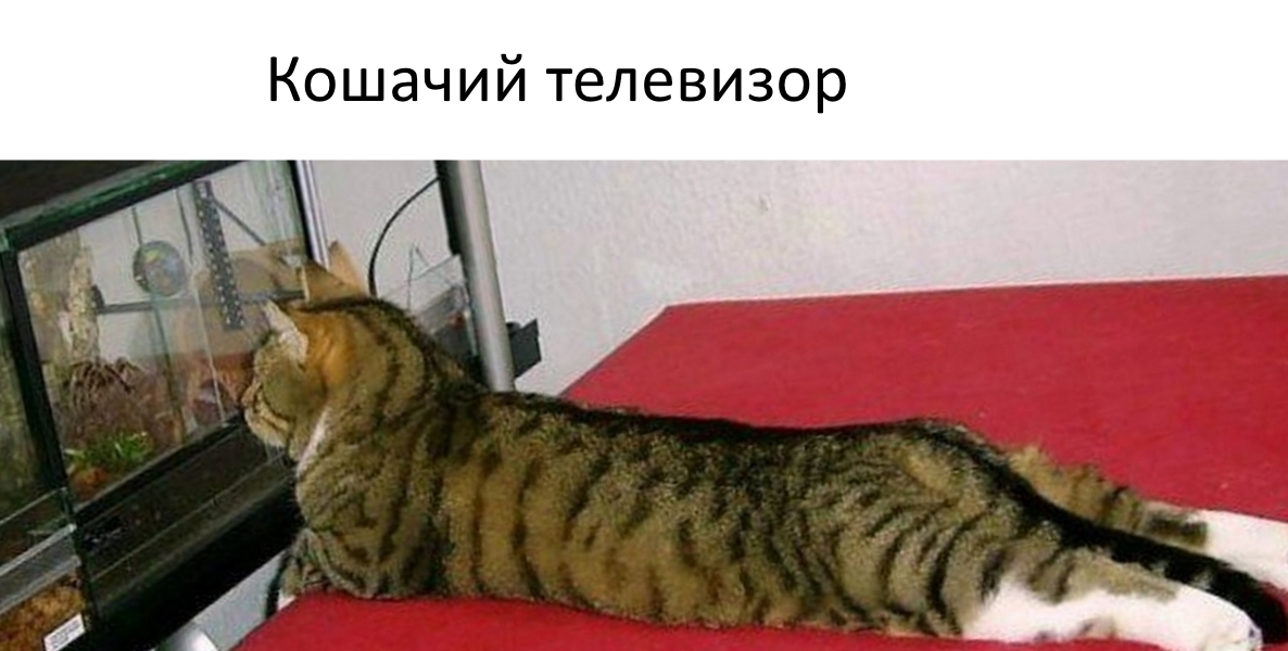 Приколы с животными 10. Изображение 15 Приколы с животными 10. Фото 8