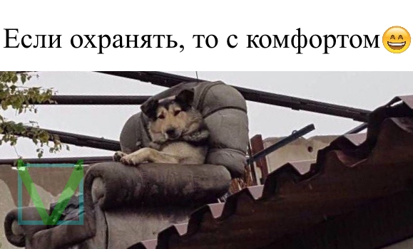 Приколы с животными 10. Изображение 5 Приколы с животными 10. Фото 3