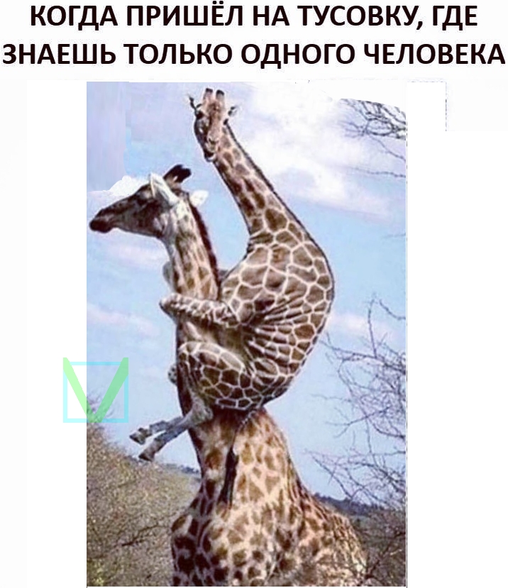 Приколы с животными 10. Изображение 9 Приколы с животными 10. Фото 5