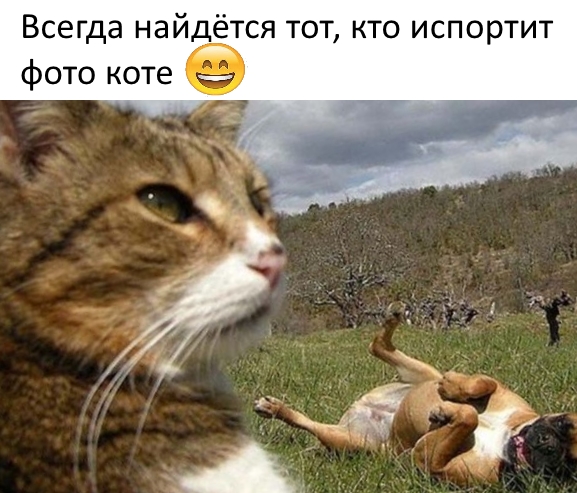Приколы с животными 11. Изображение 1 Приколы с животными 11. Фото 1
