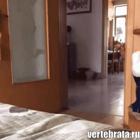 Приколы с животными 11. Изображение 4 Приколы с животными 11. Гиф 2
