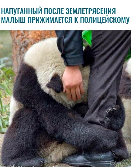 Приколы с животными 11. Изображение 7 Приколы с животными 11. Фото 4
