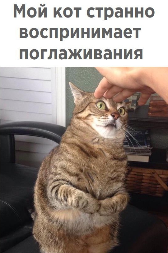 Приколы с животными 12. Изображение 1 Приколы с животными 12. Фото 1