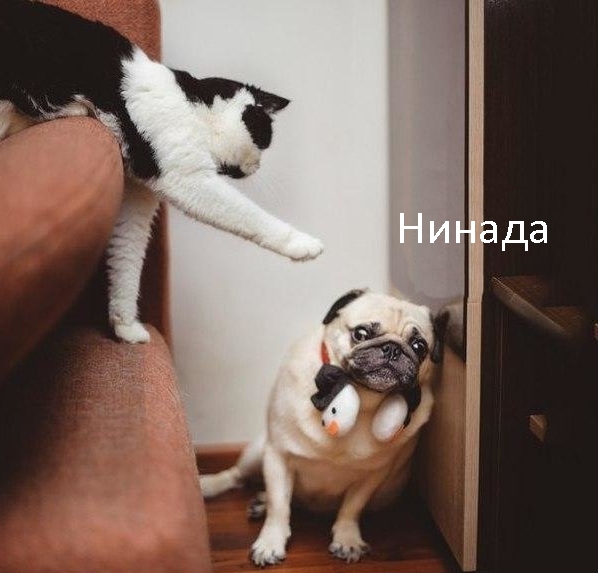 Приколы с животными 12. Изображение 3 Приколы с животными 12. Фото 2