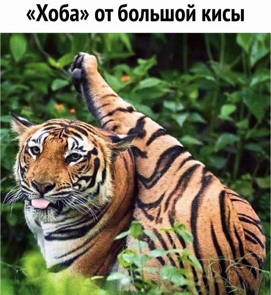 Приколы с животными 12. Изображение 7 Приколы с животными 12. Фото 4