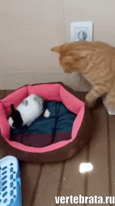 Приколы с животными 12. Изображение 8 Приколы с животными 12. Гиф 4