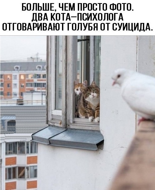 Приколы с животными 13. Изображение 5 Приколы с животными 13. Фото 3
