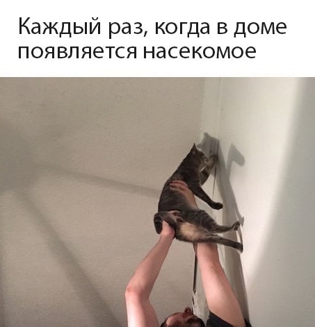 Приколы с животными 13. Изображение 7 Приколы с животными 13. Фото 4