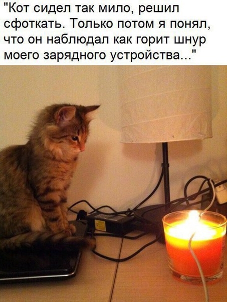 Приколы с животными 14. Изображение 5 Приколы с животными 14. Фото 3