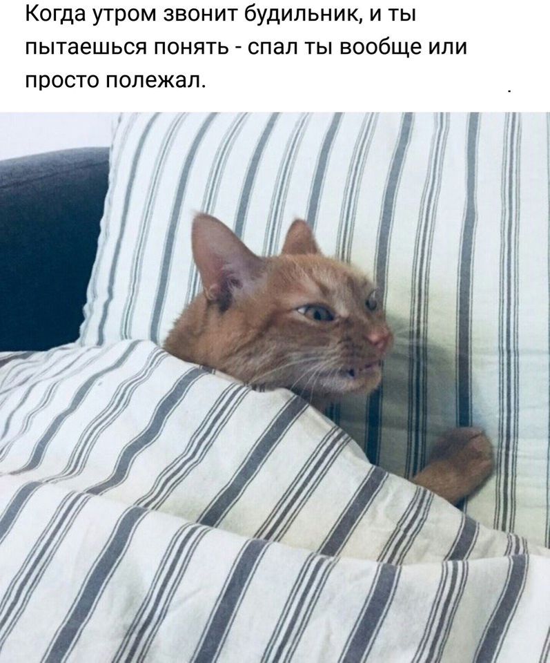 Приколы с животными 14. Изображение 7 Приколы с животными 14. Фото 4