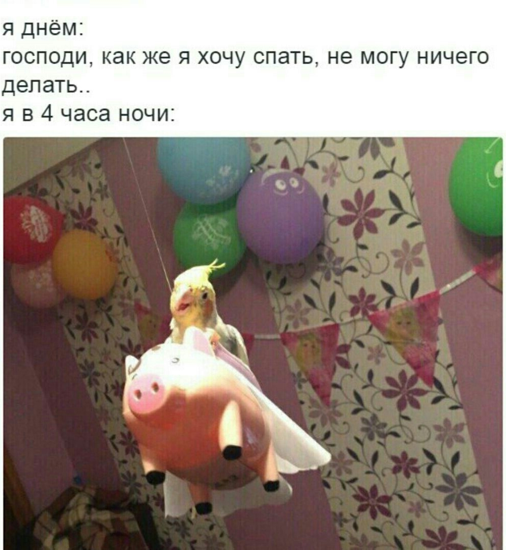 Приколы с животными 14. Изображение 9 Приколы с животными 14. Фото 5