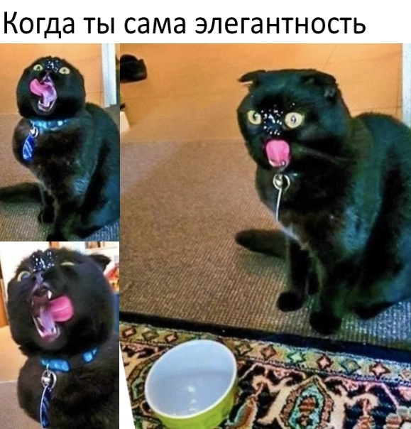 Приколы с животными 15. Изображение 1 Приколы с животными 15. Фото 1