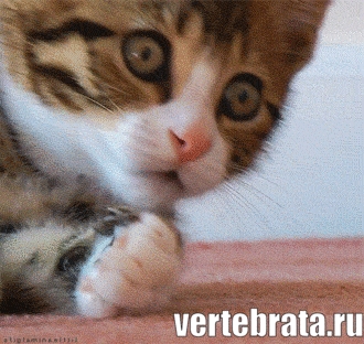 Приколы с животными 15. Изображение 2 Приколы с животными 15. Гиф 1