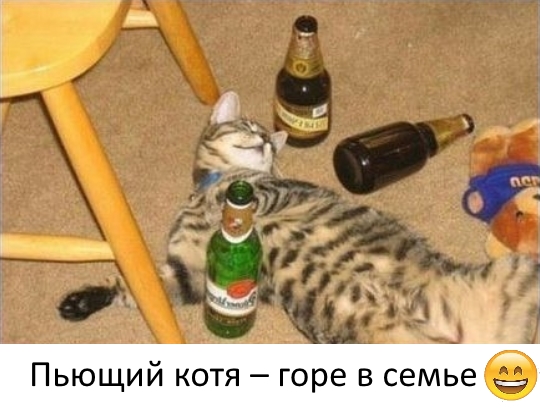 Приколы с животными 17. Изображение 3 Приколы с животными 17. Фото 2