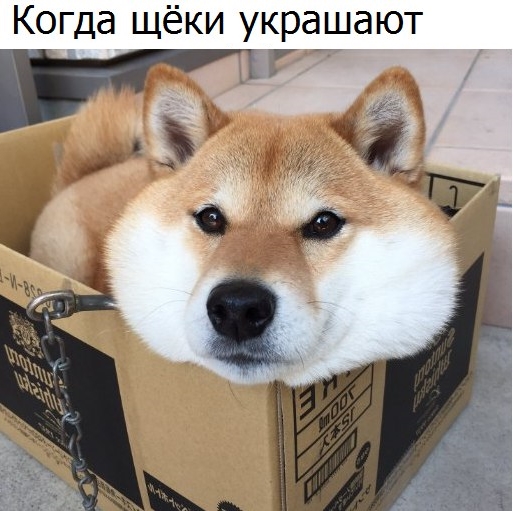 Приколы с животными 17. Изображение 5 Приколы с животными 17. Фото 3