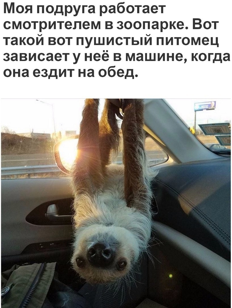 Приколы с животными 18. Изображение 3 Приколы с животными 18. Фото 2