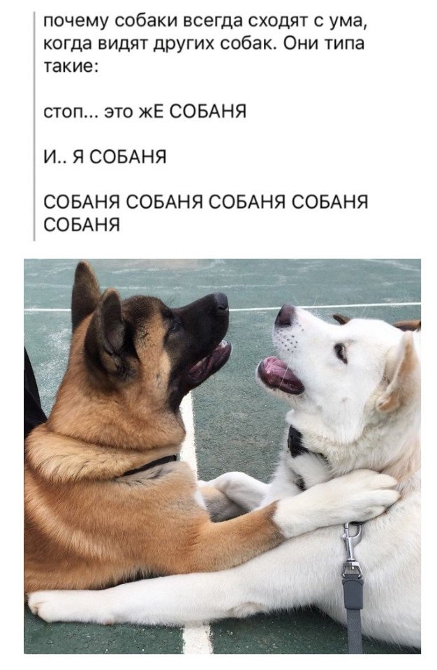 Приколы с животными 18. Изображение 5 Приколы с животными 18. Фото 3