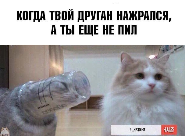 Приколы с животными 18. Изображение 7 Приколы с животными 18. Фото 4