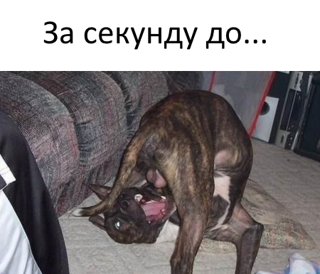 Приколы с животными 18. Изображение 9 Приколы с животными 18. Фото 5