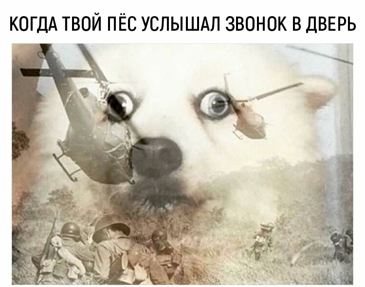 Приколы с животными 19. Изображение 5 Приколы с животными 19. Фото 3