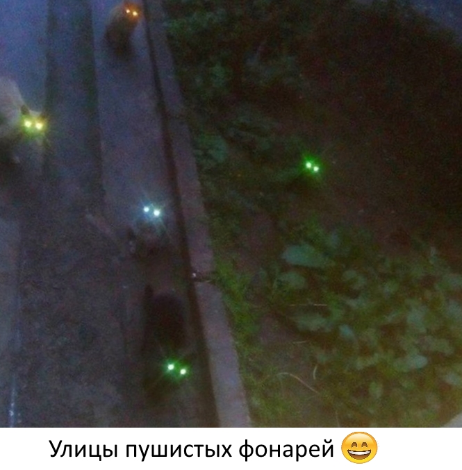 Приколы с животными 20. Изображение 1 Приколы с животными 20. Фото 1