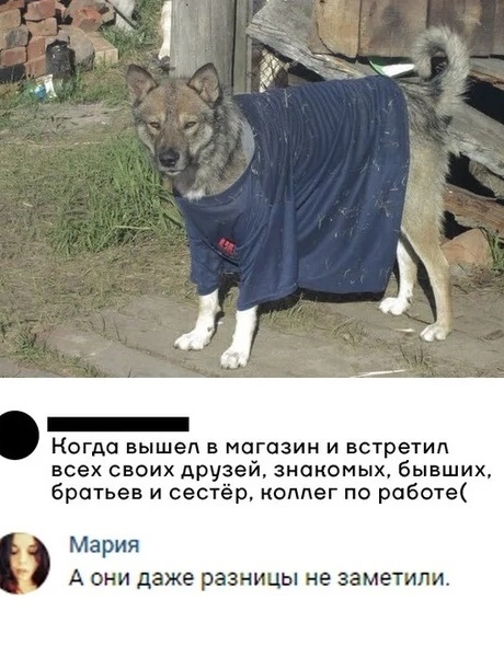 Приколы с животными 20. Изображение 5 Приколы с животными 20. Фото 3